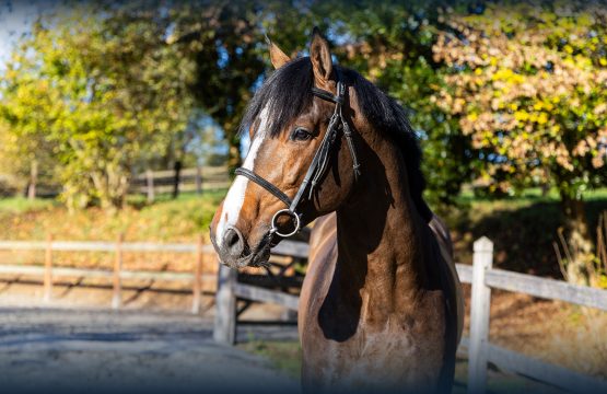 Let’s Go de Startup