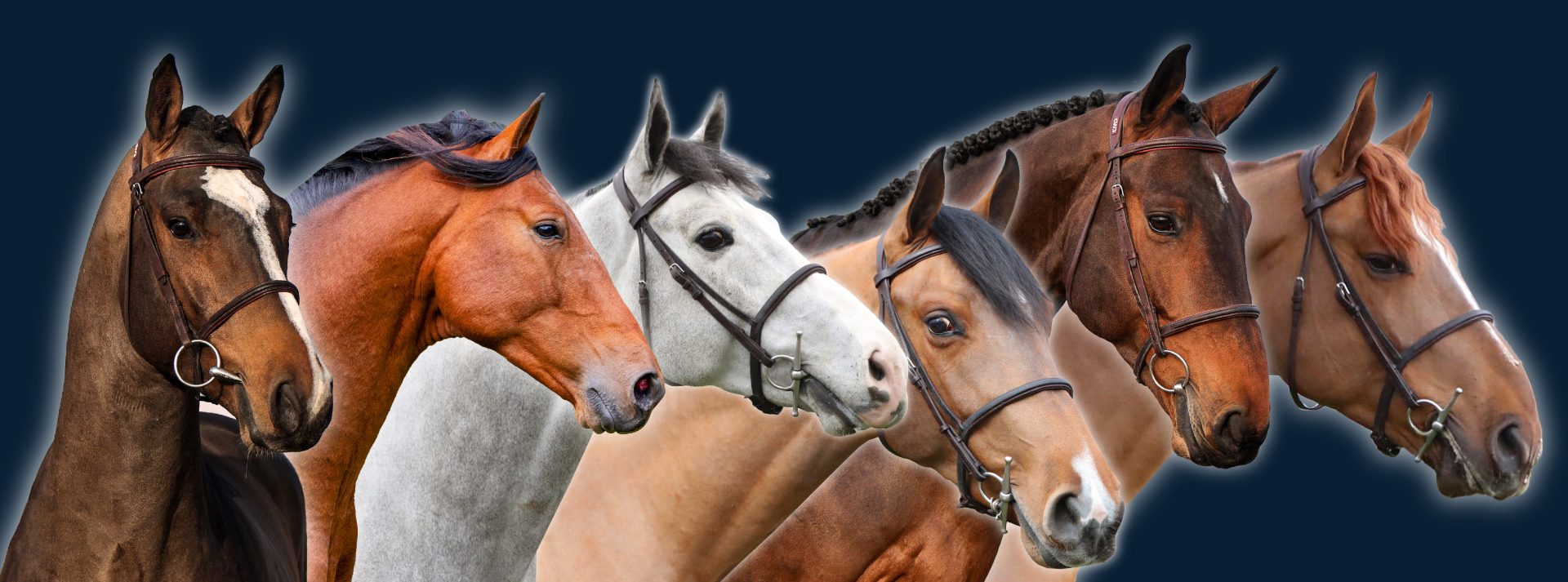 Quarter Horse